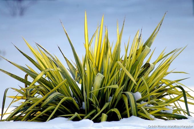 Yucca filamentosa panaché neige