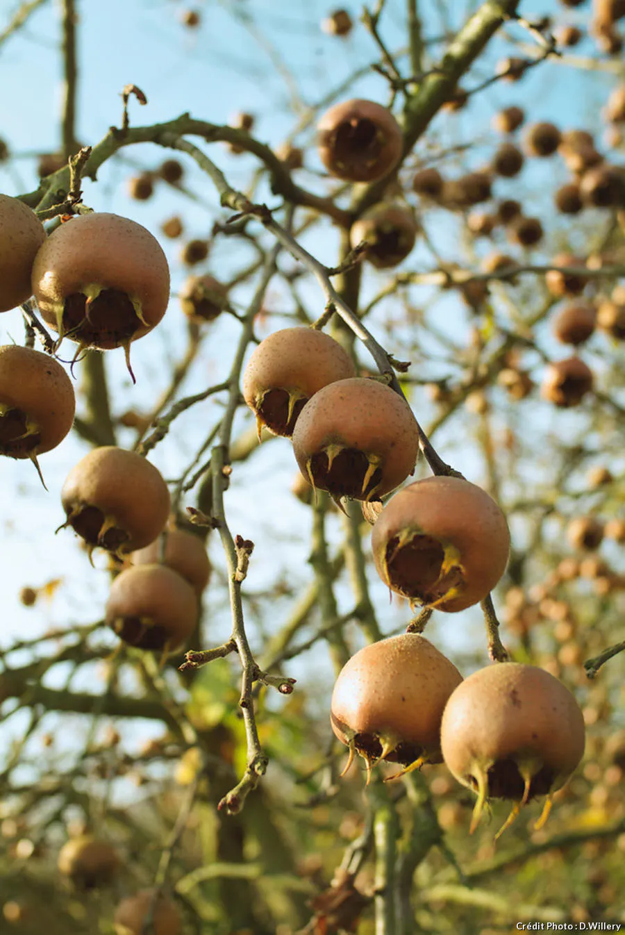 Red couvrez Le Plaisir Des Fruits Sauvages D tente Jardin red-couvrez-le-plaisir-des-fruits-sauvages-d-tente-jardin