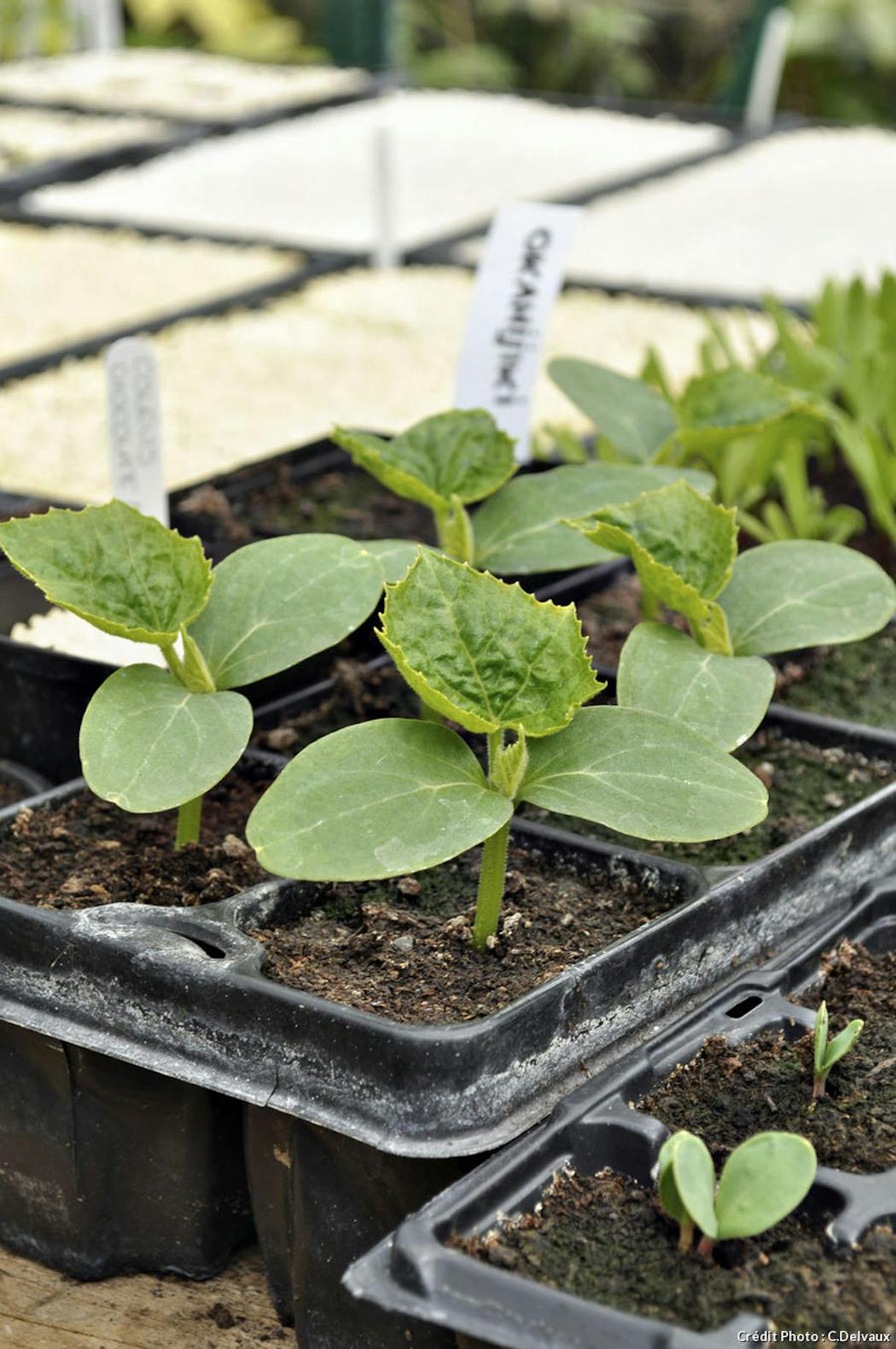 Jardinage de printemps et semis: les bonnes méthodes pour semer ses graines  soi-même