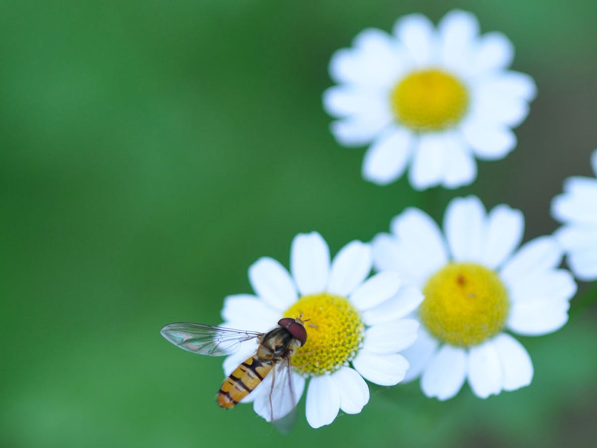 Comment éliminer les cochenilles des plantes d'intérieur ? - Gamm vert