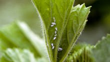 Aleurode : les traitements naturels contre la mouche blanche