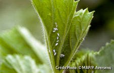 Des aleurodes sur une plante