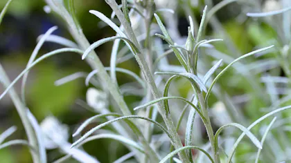 Reglis Réglisse : cultiver cette plante dont on consomme les racines | Détente ...