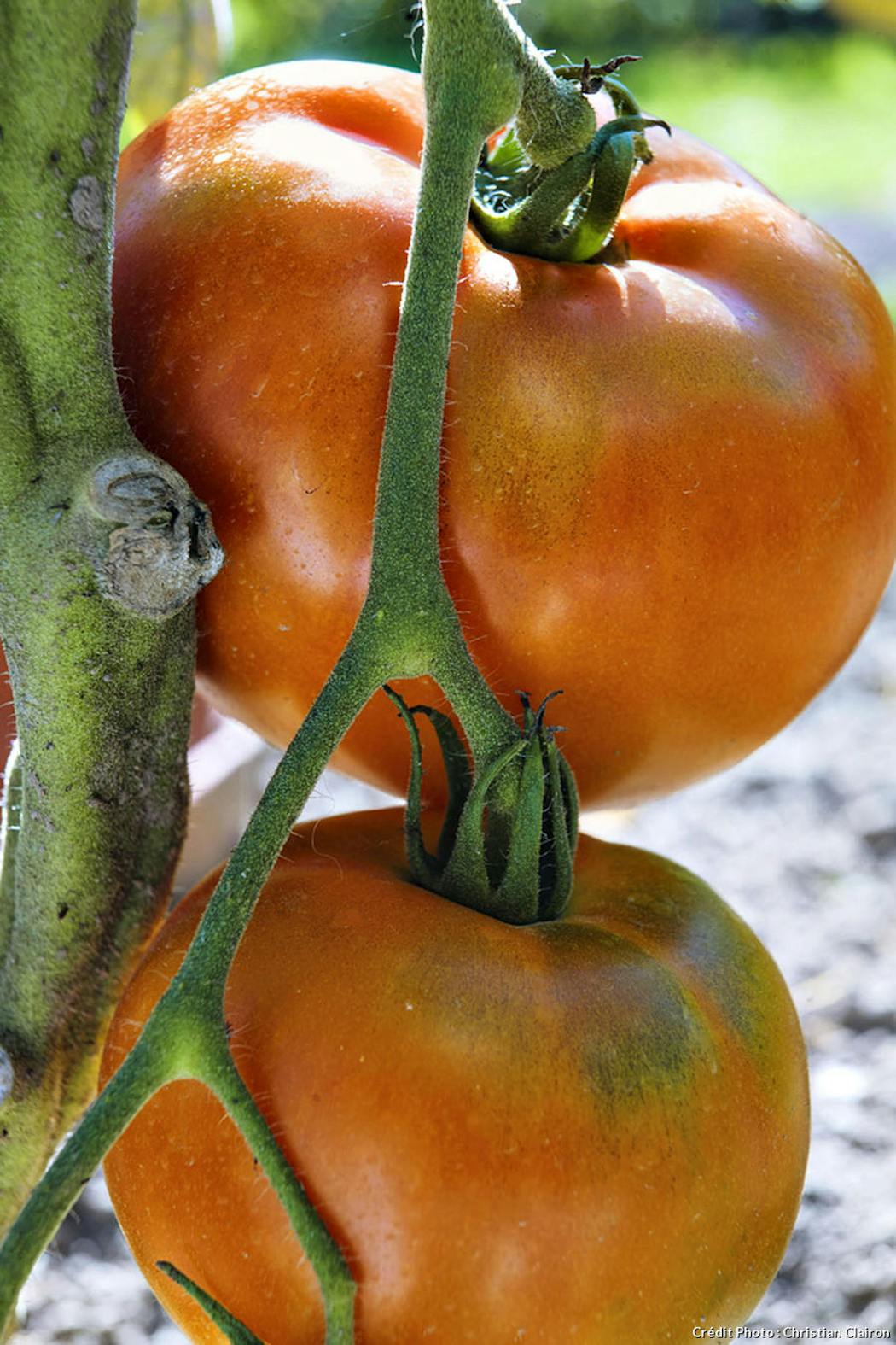 Frileuse tomate… - Jardins de France