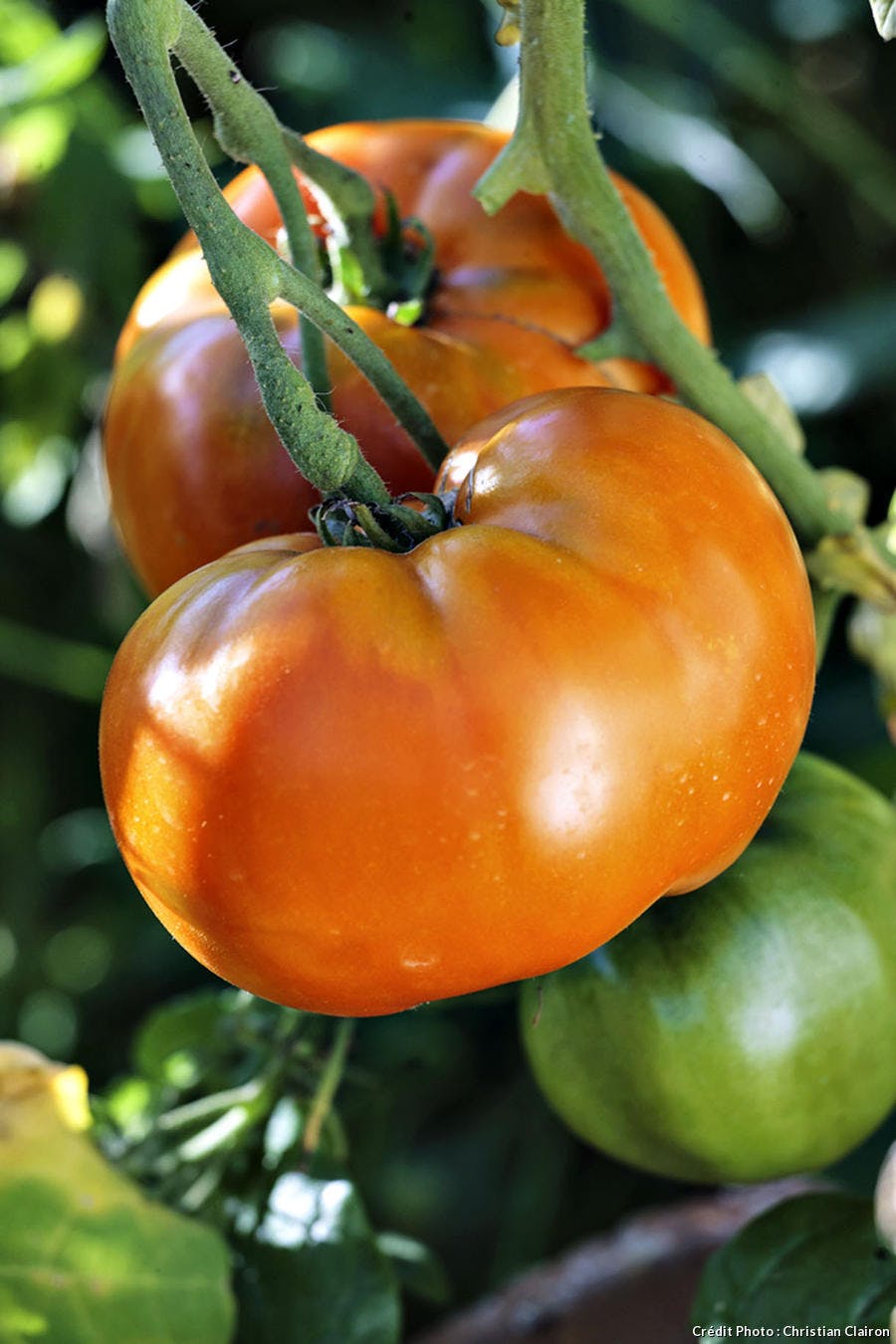 Tomate Tangerine