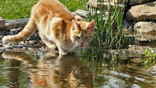 Le chat et l’eau, une drôle de relation