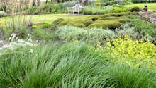 Un jardin breton d’agapanthes et d’hortensias bleus