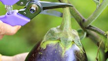 Fiche pratique : l’aubergine