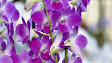 4 orchidées coup de coeur