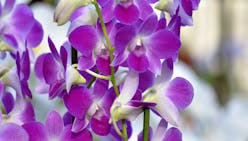 4 orchidées coup de coeur
