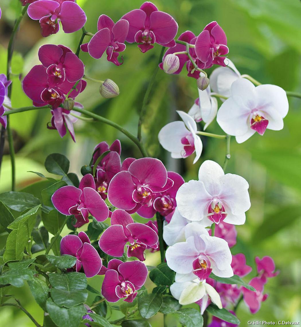 Orchidées : des phalaenopsis vraiment étonnantes