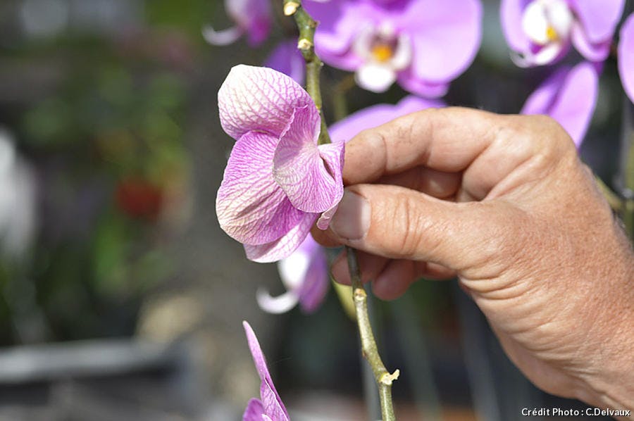 Enlever les fleurs fanées d'une orchidée