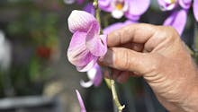 Comment entretenir les orchidées ?