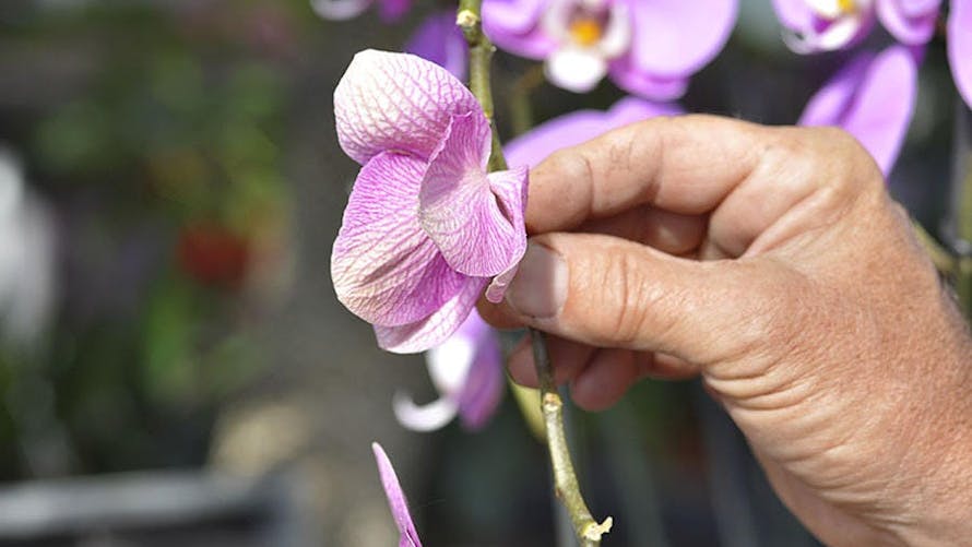 Comment entretenir les orchidées ?