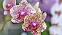 Les différentes espèces d'orchidées