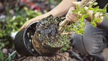 Planter un arbre en pot : avantages et inconvénients