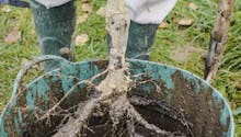Planter des rosiers à racines nues ou en conteneur