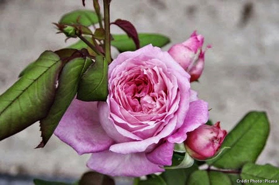Rose 'Anne-Sophie Pic'