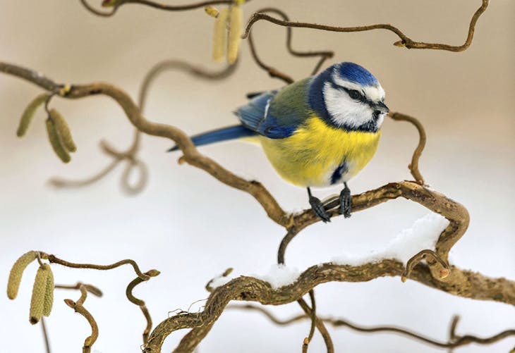 En mars, aidez les oiseaux à préparer leur nid !