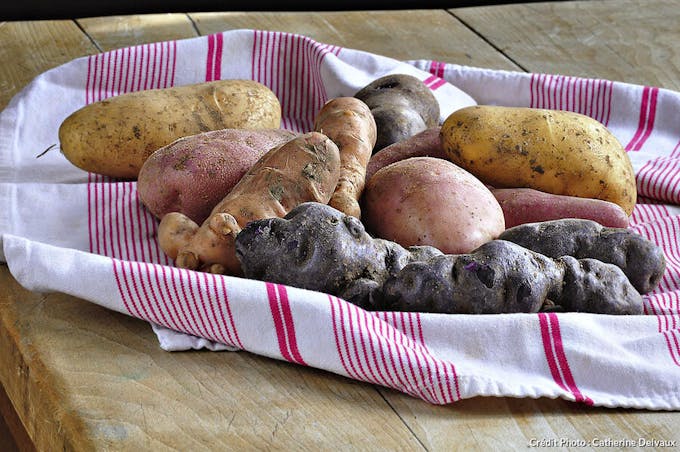 Pommes de terre de variétés différentes
