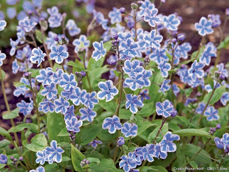 Omphalodes ‘Starry Eyes’ 