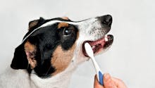 Comment prendre soin des dents de votre chien