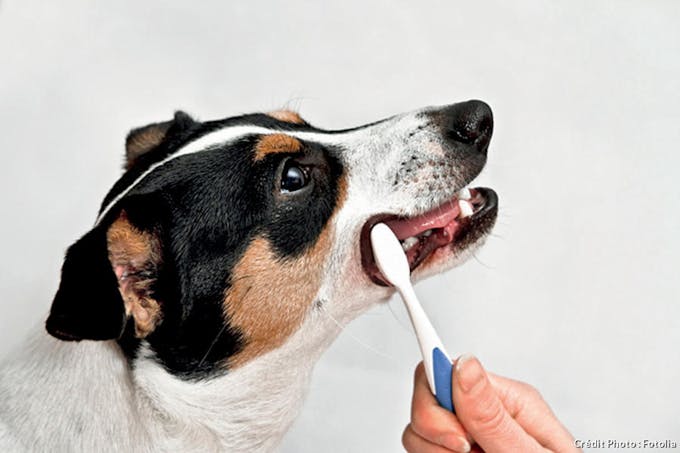 chien brossage dents