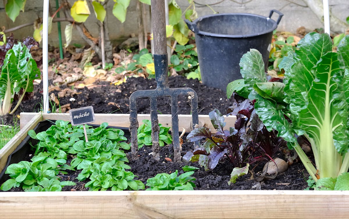 Les bons gestes du potager de mai-juin