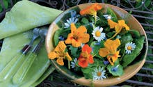 Un jardin pour mettre des fleurs dans son assiette