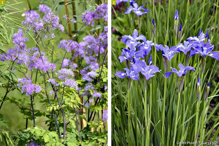 Les 9 Meilleures Plantes Pour Sol Et Terre Argileuse D tente Jardin les-9-meilleures-plantes-pour-sol-et-terre-argileuse-d-tente-jardin