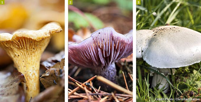 Girolle, Pied-bleu, Rosé: des champignons comestibles