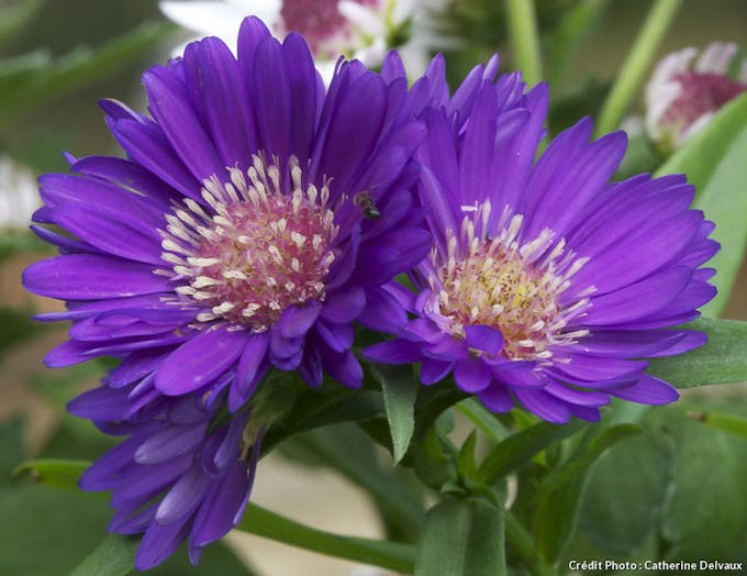 Aster sp