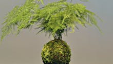 9 plantes pour créer des kokedama