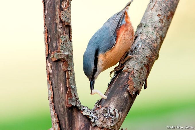 oiseau mangeant sur un arbre mort