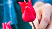 Planter des tulipes au printemps, c'est possible