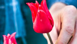 Planter des tulipes au printemps, c'est possible