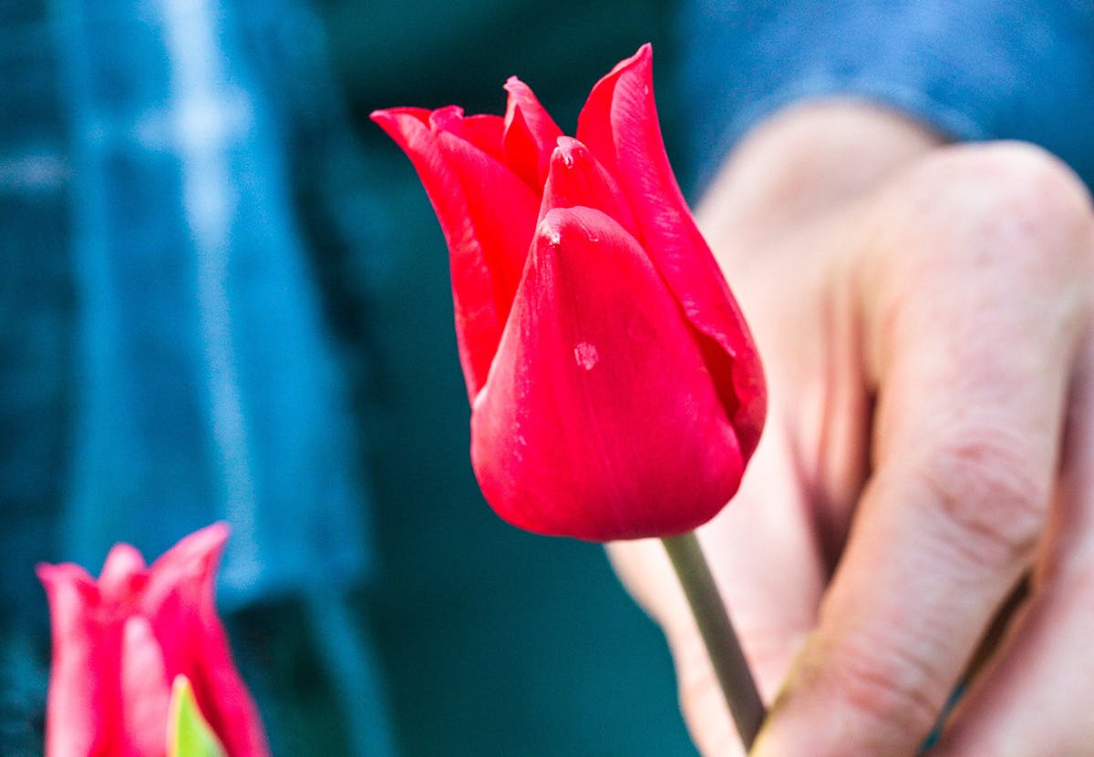 Planter des tulipes : quand, comment, dans quel sol ?
