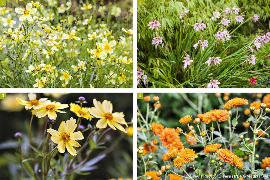 4 vivaces à planter pour un automne fleuri | Détente jardin