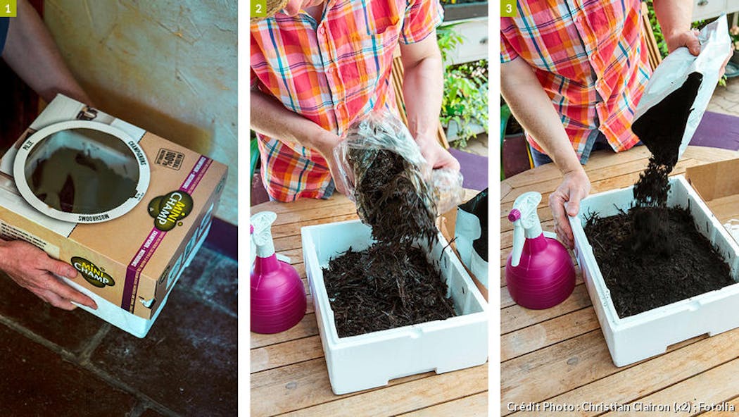 DIY Faire pousser des champignons de Paris à la maison