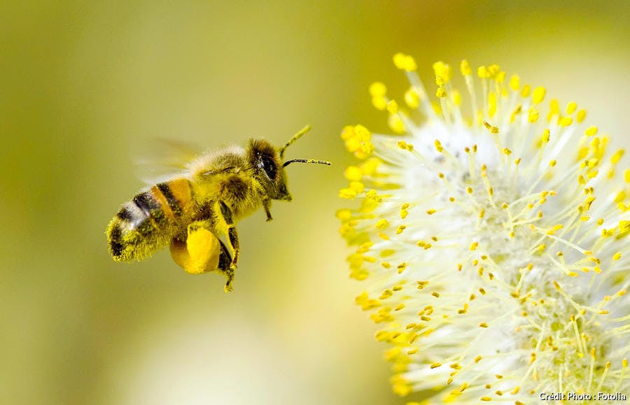abeilles avec pattes chargées de pollen