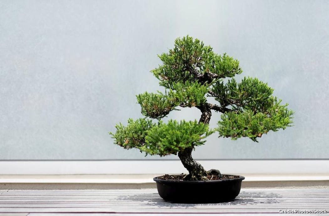 5+ conseils pour prendre soin des arbres de bonsaï d'intérieur - Maison,  Plantes et jardins - ZENIDEES
