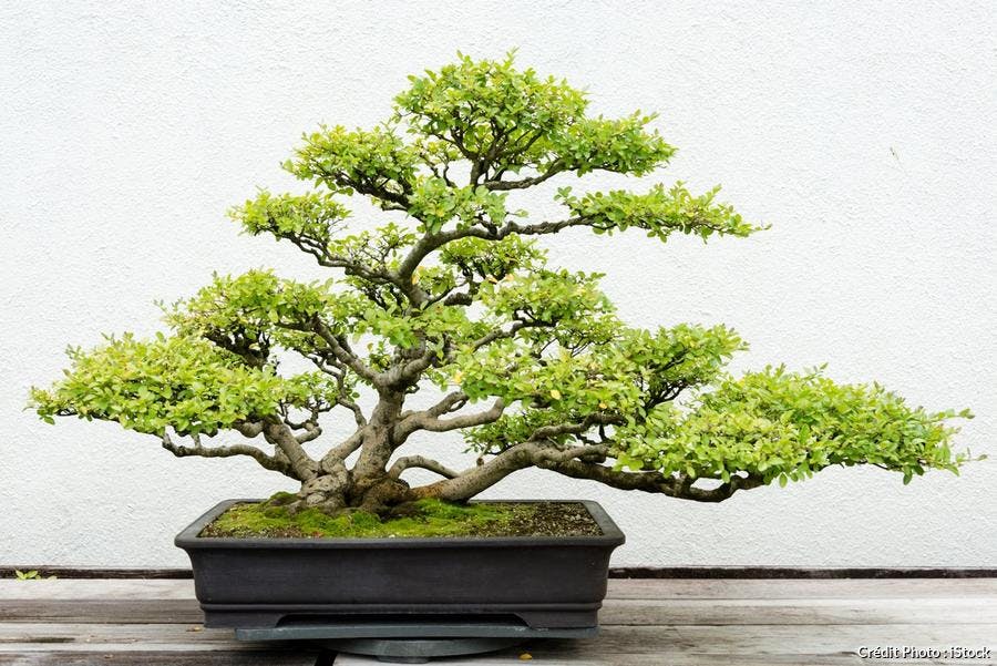 Bonsai Plante () Bonsai Plante