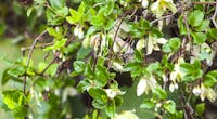 Cultivez la Clématis cirrhosa : une variété rustique aux fleurs blanches et pourpres