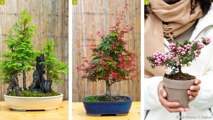 Trois différents types de bonsaï