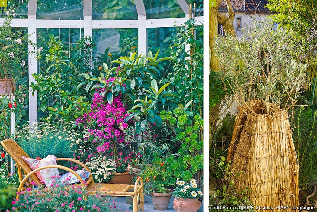 Protéger vos plantes du froid : Conseils pour un jardin florissant en hiver