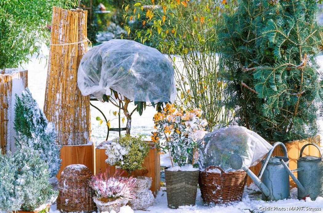 protection des plantes en hiver 