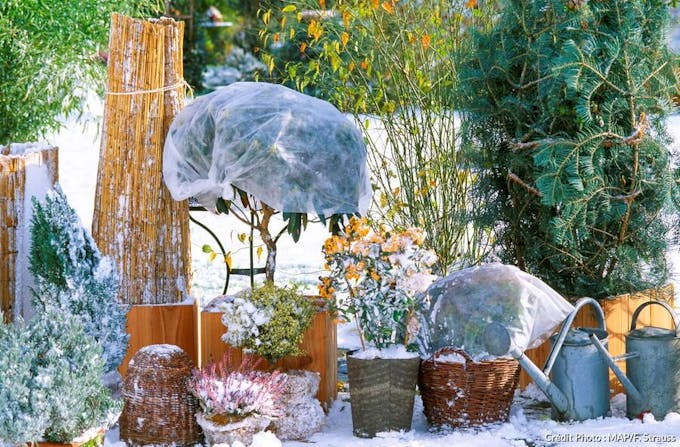 Protéger ses plantes du froid, conseils et astuces
