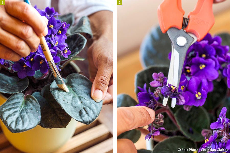 nettoyage et entretien du saintpaulia ou violette d'Afrique
