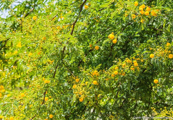 Buisson de mimosa