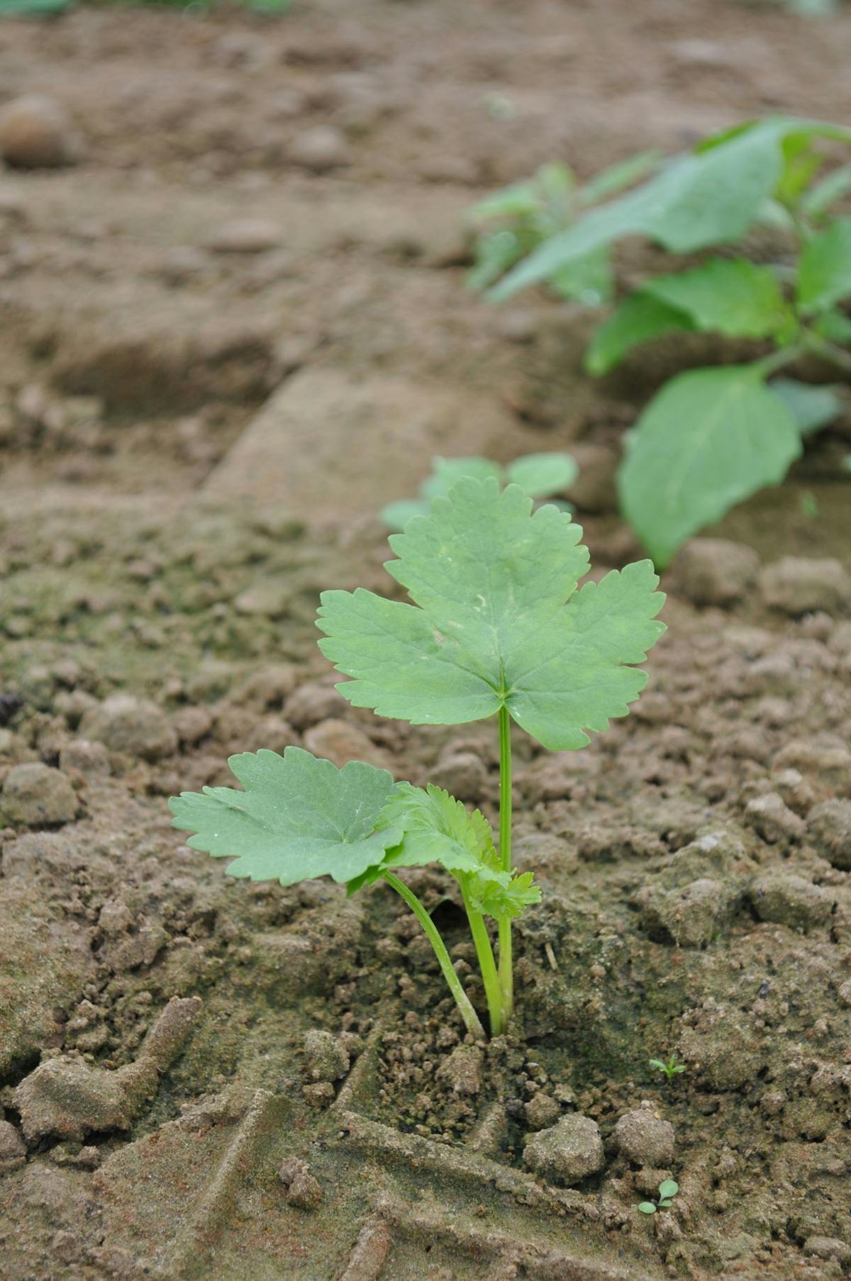 Cultivez la coriandre : semis, entretien, récolte